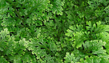 Selaginella bryopteris in Royal Botanical Garden of Madrid, Spain. Image credit: Luis Fernández García / CC BY-SA 2.1 ES.