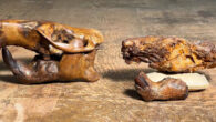 A partial skull fossil from the ancient beaver Anchitheriomys buceei (right) alongside a skull reconstruction. Image credit: Matthew Brown / Jackson School Museum of Earth History, the University of Texas at Austin.
