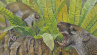 Life reconstruction of Ektopodon serratus (top left), a relative of Chunia pledgei, and the marsupial lion Wakaleo oldfieldi (right). Image credit: Peter Schouten / CC BY-SA.