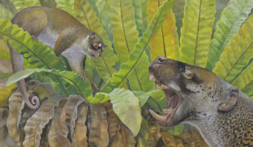 Life reconstruction of Ektopodon serratus (top left), a relative of Chunia pledgei, and the marsupial lion Wakaleo oldfieldi (right). Image credit: Peter Schouten / CC BY-SA.