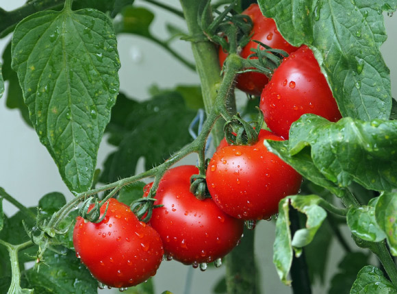 To investigate plants’ airborne sound emissions, Khait et al. constructed a reliable recording system, where each plant is recorded simultaneously by two microphones; first, they recorded plants within an acoustic box and developed machine learning algorithms to classify the recorded sounds; then they tested the system in a greenhouse, while monitoring physiological parameters of the recorded plants. Image credit: Kie-Ker.