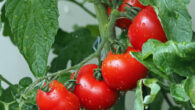 To investigate plants’ airborne sound emissions, Khait et al. constructed a reliable recording system, where each plant is recorded simultaneously by two microphones; first, they recorded plants within an acoustic box and developed machine learning algorithms to classify the recorded sounds; then they tested the system in a greenhouse, while monitoring physiological parameters of the recorded plants. Image credit: Kie-Ker.