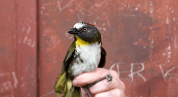The rufous-naped bellbird (Aleadryas rufinucha). Image credit: Knud Jønsson.