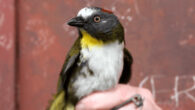 The rufous-naped bellbird (Aleadryas rufinucha). Image credit: Knud Jønsson.