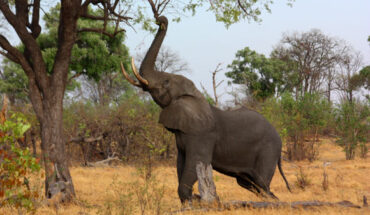 Male African elephant (Loxodonta africana) in Okavango Delta, Botswana. Image credit: Charles J. Sharp / CC BY-SA 3.0.