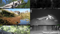 Diurnal (A-C) and nocturnal basking (D-F) in freshwater turtles: (A) and (D) Emydura macquarii plus Crocodylus johnstoni in Australia; (B) Pelomedusa galeata in South Africa; (C) several Emydidae species in the United States; (E) Chelodina expansa in Australia; (F) Pelusios adansonii in Senegal. Image credit: Eric Nordberg / Cormac Price / Brad Glorioso / Malcolm Kennedy / Pearson McGovern.