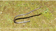 Cartwheeling behavior of the dwarf reed snake (Pseudorabdion longiceps). Image credit: Quah et al., doi: 10.1111/btp.13213.