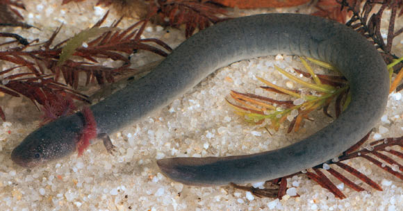 Siren sphagnicola, an adult hypertrophic male with a partially regenerated tail. Image credit: Fedler et al., doi: 10.11646/zootaxa.5258.4.1.