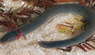 Siren sphagnicola, an adult hypertrophic male with a partially regenerated tail. Image credit: Fedler et al., doi: 10.11646/zootaxa.5258.4.1.