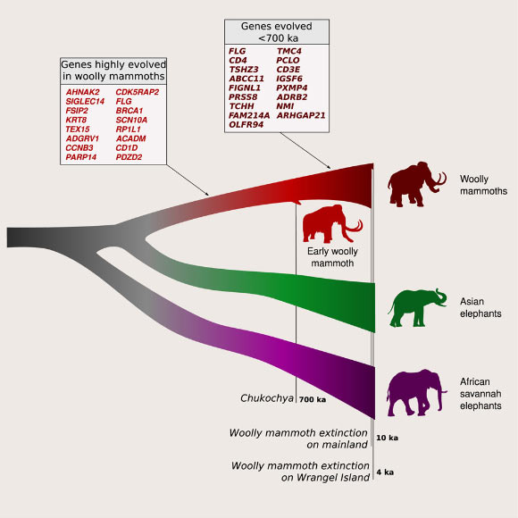 Genomes from 23 woolly mammoths and 28 living elephants revealed adaptive differences. Image credit: Díez-del-Molino et al., doi: 10.1016/j.cub.2023.03.084.
