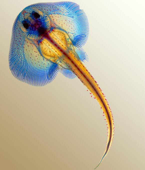 The cartilage of the little skate (Leucoraja erinacea) is stained with Alcian blue, the bones with Alizarin red. Image credit: David Gold, Lynn Kee & Meghan Morrissey / MBL Embryology Course.