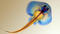 The cartilage of the little skate (Leucoraja erinacea) is stained with Alcian blue, the bones with Alizarin red. Image credit: David Gold, Lynn Kee & Meghan Morrissey / MBL Embryology Course.
