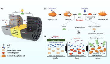 Small-scale battery-like microbial fuel cells are a promising alternative power source for future low-power electronics. Controllable microbial electrocatalytic activity in a miniaturized microbial fuel cell with unlimited biodegradable energy resources would enable simple power generation in various environmental settings. However, the short shelf-life of living biocatalysts, few ways to activate the stored biocatalysts, and extremely low electrocatalytic capabilities render the miniature microbial fuel cells unsuitable for practical use. In new research, heat-activated Bacillus subtilis spores are revolutionarily used as a dormant biocatalyst that can survive storage and rapidly germinate when exposed to special nutrients that are preloaded in the device. Image credit: Maryam Rezaie & Seokheun Choi, doi: 10.1002/smll.202301135.