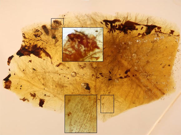 Molt remains of feather-feeding beetle larvae intimately associated with downy feather portions from an unidentified theropod dinosaur in Early Cretaceous amber of Spain. Insets show the head with powerful mandibles of one of the larval molts (top) and the pigmentation pattern of feather second order branches (bottom), with the main stem of one feather at the right of the amber fragment. The length of the amber fragment is 6 mm. Image credit: CN IGME-CSIC.