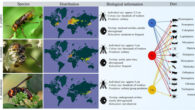 Biology of Vespa crabro, Vespa velutina and Vespa mandarinia hornets. Image credit: Favreau et al., doi: 10.1038/s41598-023-31932-x.