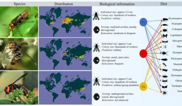 Biology of Vespa crabro, Vespa velutina and Vespa mandarinia hornets. Image credit: Favreau et al., doi: 10.1038/s41598-023-31932-x.