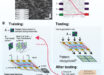Overview of nanowire network device and setup for supervised learning, physical reinforcement learning, and the N-Back task protocol. Image credit: Loeffler et al., doi: 10.1126/sciadv.adg3289.