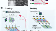 Overview of nanowire network device and setup for supervised learning, physical reinforcement learning, and the N-Back task protocol. Image credit: Loeffler et al., doi: 10.1126/sciadv.adg3289.