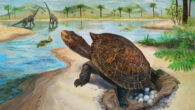 Paleoenvironmental restoration of the fossil locality in the Hasandong Formation and the Testudoolithus aff. curiosa egg clutch. Image credit: Hyunjoo Shin.