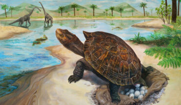 Paleoenvironmental restoration of the fossil locality in the Hasandong Formation and the Testudoolithus aff. curiosa egg clutch. Image credit: Hyunjoo Shin.