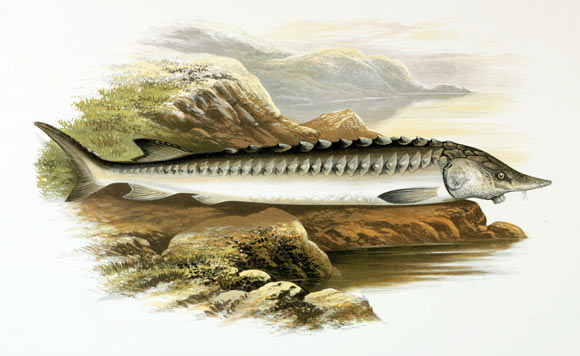 The European sea sturgeon (Acipenser sturio). Image credit: Alexander Francis Lydon.