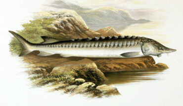The European sea sturgeon (Acipenser sturio). Image credit: Alexander Francis Lydon.