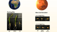 Gann et al. show that in principle it is possible to grow rice plants in MMS1 but levels of (Mg(ClO4)2) can be critical to both germination and growth; moreover, they presented that editing SnRK1a could potentially provide an approach to develop as table rice line that can germinate and grow in MMS1 with (Mg(ClO4)2). Image credit: Gann et al.