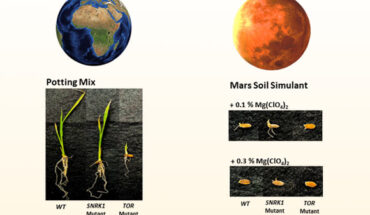 Gann et al. show that in principle it is possible to grow rice plants in MMS1 but levels of (Mg(ClO4)2) can be critical to both germination and growth; moreover, they presented that editing SnRK1a could potentially provide an approach to develop as table rice line that can germinate and grow in MMS1 with (Mg(ClO4)2). Image credit: Gann et al.