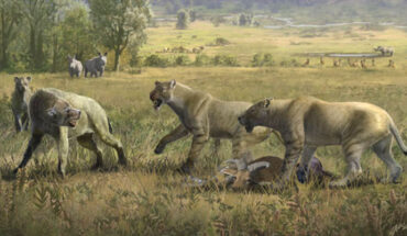 An artist’s reconstruction of two Amphimachairodus hezhengensis defending their prey (Hezhengia bohlini) from two Dinocrocuta gigantea. Image credit: Oscar Sanisidro.