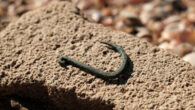 The 6,000-year-old copper fish hook from Ashkelon, Israel. Image credit: Israel Antiquity Authority.
