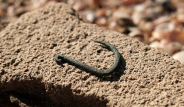 The 6,000-year-old copper fish hook from Ashkelon, Israel. Image credit: Israel Antiquity Authority.
