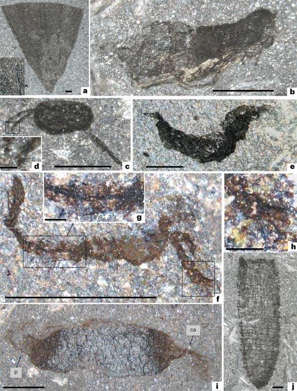 Middle Ordovician fossils from the Castle Bank site. Image credit: Botting et al., doi: 10.1038/s41559-023-02038-4.