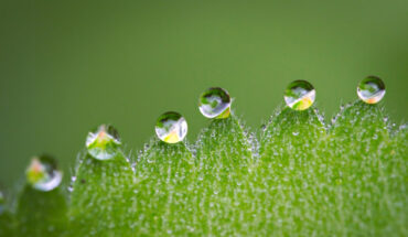 Schouten et al. find links at the atomic level between photosynthesis and exciton condensates, a strange state of physics that allows energy to flow frictionlessly through a material. Image credit: Evgeni Tcherkasski.