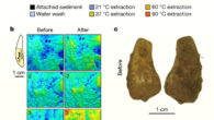 Overview of the non-destructive DNA extraction method: (a) workflow of the gradual, non-destructive DNA extraction method using sodium phosphate buffer at elevated temperatures; (b) four 3D surface texture measurements indicated on the outline of a tooth used for testing before and after non-destructive DNA extraction showing no substantial surface alterations; (c) photographs of the Denisova Cave tooth pendant before and after cleaning and non-destructive DNA extraction. Image credit: Essel et al., doi: 10.1038/s41586-023-06035-2.