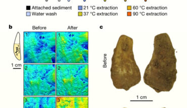 Overview of the non-destructive DNA extraction method: (a) workflow of the gradual, non-destructive DNA extraction method using sodium phosphate buffer at elevated temperatures; (b) four 3D surface texture measurements indicated on the outline of a tooth used for testing before and after non-destructive DNA extraction showing no substantial surface alterations; (c) photographs of the Denisova Cave tooth pendant before and after cleaning and non-destructive DNA extraction. Image credit: Essel et al., doi: 10.1038/s41586-023-06035-2.