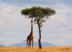 Giraffes can calculate which option is more likely to produce their preferred food based on basic statistical calculations. Image credit: Howard Wilks.