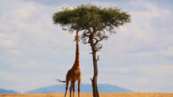 Giraffes can calculate which option is more likely to produce their preferred food based on basic statistical calculations. Image credit: Howard Wilks.