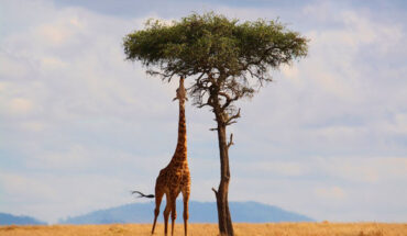 Giraffes can calculate which option is more likely to produce their preferred food based on basic statistical calculations. Image credit: Howard Wilks.