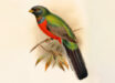 Reconstruction of the living bar-tailed trogon (Apaloderma vittatum) in the Catalogue of the Birds in the British Museum.