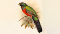 Reconstruction of the living bar-tailed trogon (Apaloderma vittatum) in the Catalogue of the Birds in the British Museum.