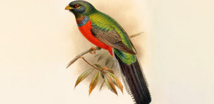 Reconstruction of the living bar-tailed trogon (Apaloderma vittatum) in the Catalogue of the Birds in the British Museum.