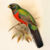 Reconstruction of the living bar-tailed trogon (Apaloderma vittatum) in the Catalogue of the Birds in the British Museum.