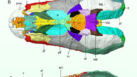 3D reconstruction of the skull of Crassigyrinus scoticus; individual bones shown in different colors. Scale bars - 1 cm. Image credit: Porro et al., doi: 10.1080/02724634.2023.2183134.