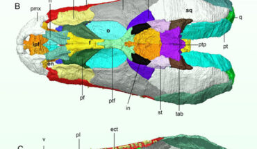 3D reconstruction of the skull of Crassigyrinus scoticus; individual bones shown in different colors. Scale bars - 1 cm. Image credit: Porro et al., doi: 10.1080/02724634.2023.2183134.