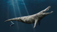 An artist’s impression of the Kimmeridge Clay pliosaur. Image credit: Megan Jacobs, University of Portsmouth.