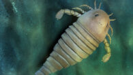 Life reconstruction of the eurypterid Archopterus anjiensis. Image credit: Dinghua Yang.