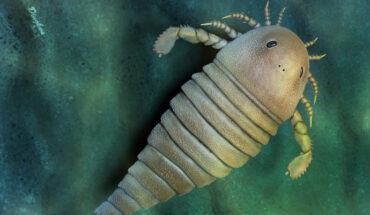 Life reconstruction of the eurypterid Archopterus anjiensis. Image credit: Dinghua Yang.