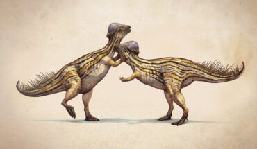 Life reconstruction of Prenocephale prenes, a distant relative of Platytholus clemensi. Image credit: Antonin Jury / CC BY-SA 4.0.