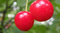 The sour cherry (Prunus cerasus). Image credit: Martha Dol / CC BY 2.0.