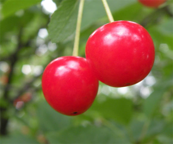 The sour cherry (Prunus cerasus). Image credit: Martha Dol / CC BY 2.0.